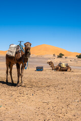 Fototapeta premium Camels saddled for sightseeing rides, on dry ground with orange sand dunes of Erg Chebbi rising under a clear blue sky near Merzouga Morocco