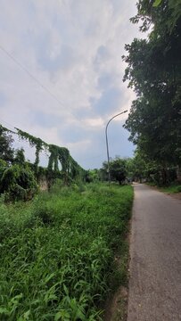 road with wild weeds and creepers