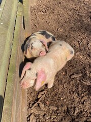 cuddling piglets sleeping in enclosure on farm © Mia
