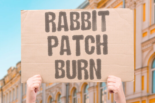 "Rabbit patch burn" Animal skin damaged by chemical. ANIMAL. TESTING. CRUELTY. PAIN. LAB.