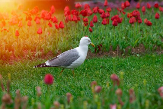 A beautiful white seagull wanders through a vibrant spring garden filled with blooming red and pink tulips. The warm, golden sunset light creates a soft glow over the scene, highlighting the contrast.