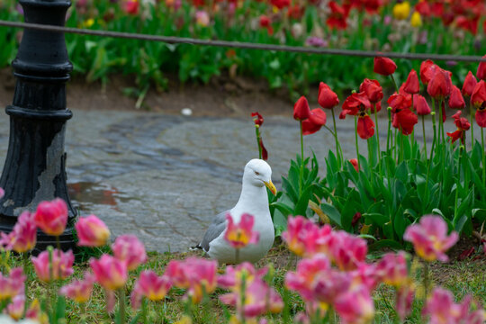 A beautiful white seagull wanders through a vibrant spring garden filled with blooming red and pink tulips. The warm, golden sunset light creates a soft glow over the scene, highlighting the contrast.