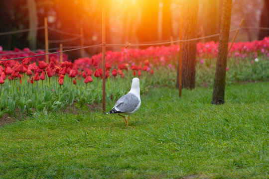 A beautiful white seagull wanders through a vibrant spring garden filled with blooming red and pink tulips. The warm, golden sunset light creates a soft glow over the scene, highlighting the contrast.