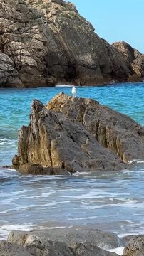 Seagull sitting on coastal rocks with clear Atlantic water, rolling waves and rugged stone formations along a bright rocky shoreline.