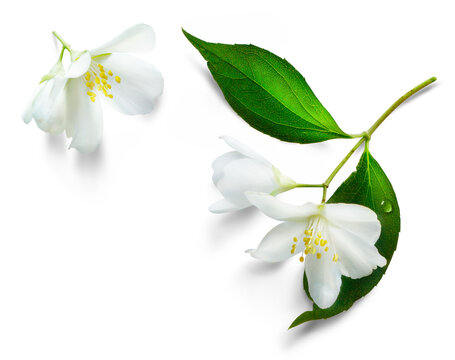 Fresh green organic  jasmine flower isolated on white background. Transparent background and natural transparent shadow; Ingredient, spice for cooking. collection for design
