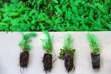 Green seedlings of coniferous trees. © Sergei