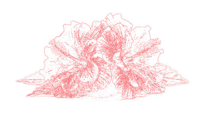 Red hibiscus flower line art detailed sketch graphic vector illustration bundle design collection set for botanical garden © Rashida