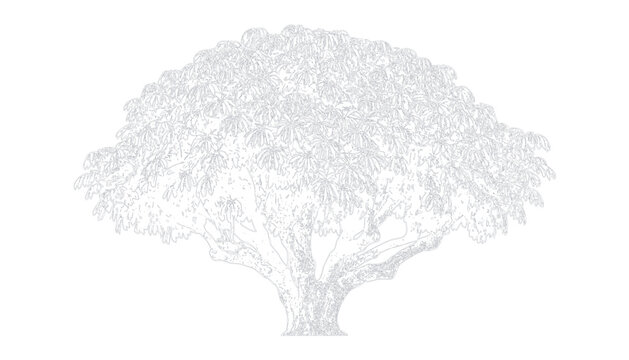 Wide banyan tree line art monochrome graphic vector illustration bundle design collection set for old natural forest