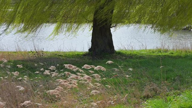 Weidenbaum in Weidenbach, Fr&auml;nkischen Seenland, Landkreis Ansbach, Mittelfranken, Bayern, Deutschland