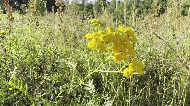 Wild tansy (Tanacetum vulgare) blooming among diverse meadow grasses in the Central Russian landscape, near Moscow region in summer. The bright yellow flower clusters stand out against the rich variet