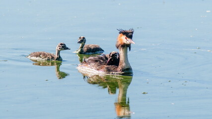geese in the water © lazalnik