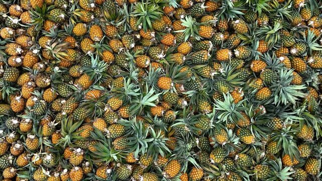 Aerial view of a dense pile of ripe pineapples with green leaves at a local market in Madhupur, Dhaka Division, Bangladesh.