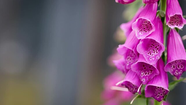 Close-up of bees entering vibrant pink foxglove flowers to collect nectar. Natural pollinator activity captured with shallow depth of field and ample copy space for text