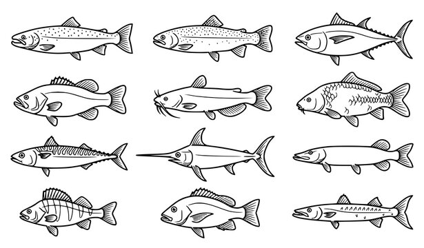 Freshwater And Saltwater Fish Sketch Vector Collection Set
