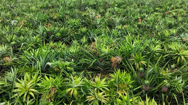 Aerial view of a vast pineapple plantation with ripe fruits growing among green spiky leaves in Madhupur, Dhaka Division, Bangladesh.
