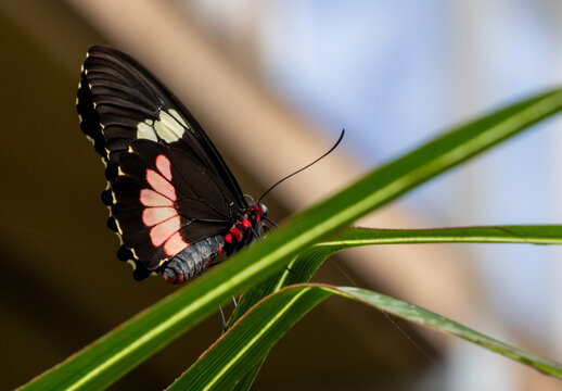 Schmetterling