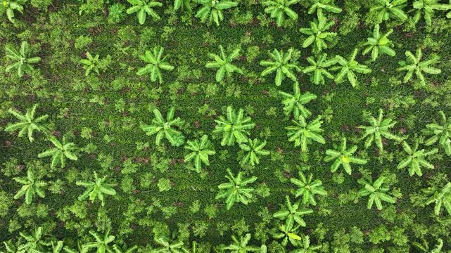 Aerial view of a lush banana plantation with dense green foliage and tropical trees in Madhupur, Dhaka Division, Bangladesh.