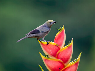 Fototapeta premium Palm Tanager Perched on Vibrant Tropical Flower in Colombia