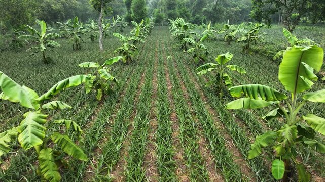 Aerial view of a lush pineapple and banana plantation with neat rows of crops and tropical trees in Madhupur, Dhaka Division, Bangladesh.