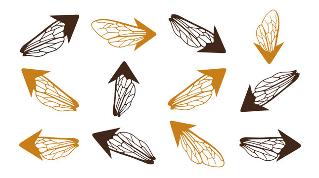 Collection of various insect wings in different shapes and colors