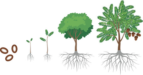 Fototapeta premium Macadamia Tree Growth Stages Vector Illustration Infographic Showing Plant Life Cycle From Seed Sprout and Seedling to Mature Fruit Nut Tree with Roots