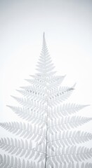 Obraz premium Ethereal composition of delicate white fern fronds against a clean bright background, highlighting intricate natural patterns and purity, growth, simple, ethereal