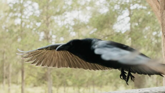 Noah releasing a raven from the ark. Biblical scene of the first bird sent to find land after the flood. Dramatic interior shot