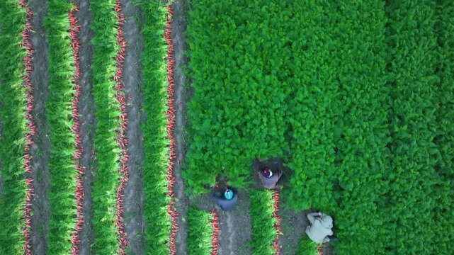 Aerial view of farmers harvesting carrots in a lush green field with neat rows of crops in Bogura, Rajshahi Division, Bangladesh.
