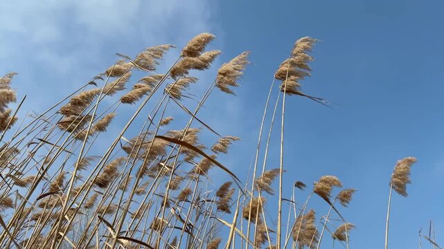 dry reeds or pampas grass stalks swaying dynamically in the wind against a clear blue sky on a sunny day. Beautiful natural background, concept of serene nature and autumn or springtime breeze