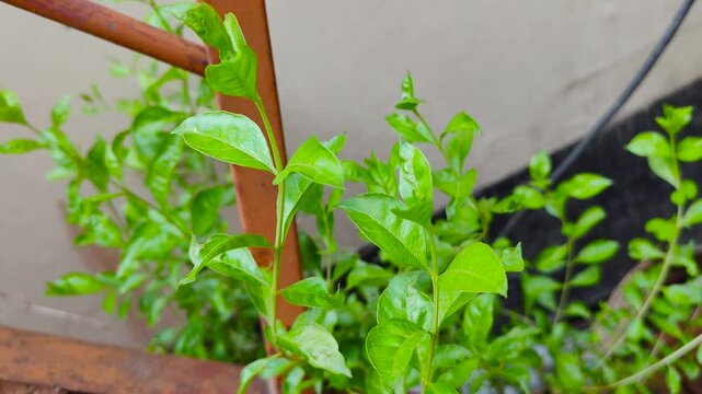 Fresh Mehendi Plant Leaves Growing Naturally with Soft Green Background and Garden Environment