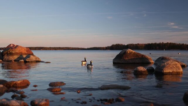 Two barnacle geese swim between coastal rocks at sunset surrounded by warm evening light creating a peaceful wildlife scene in a natural waterside habitat