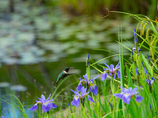 A ruby throated hummingbird looking for nectar © E.E.Tremper