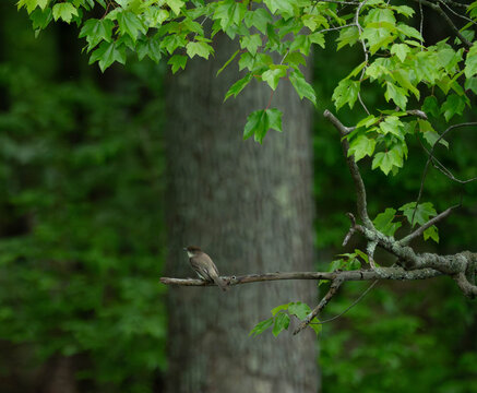 A phoebe on a branch in the woods