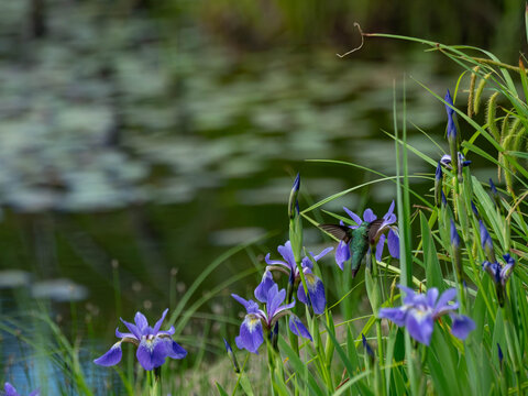 a hummingbird sipping from a wild iris