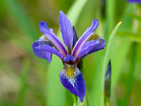 a wild iris growing in hall meadow