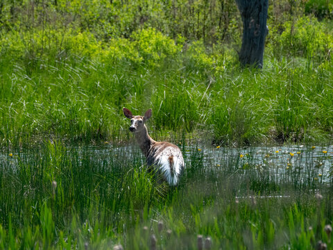 White tail dear in the marsh