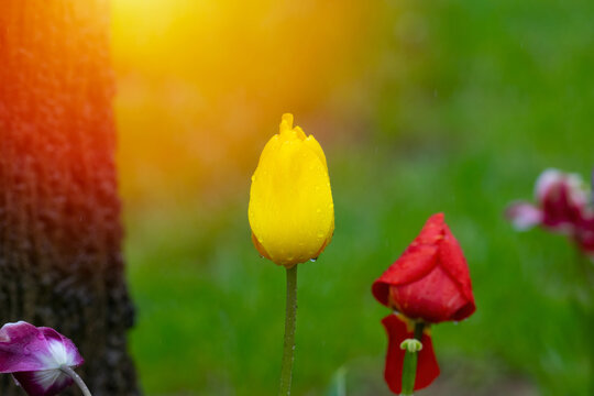 Yellow tulips with water droplets. Yellow tulips lit by sunlight.