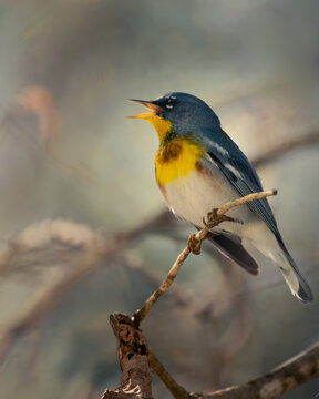 Beautiful closeup portrait of jewel-colored Northern Parula  