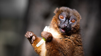 Fototapeta premium Red Bellied Lemur Lemur Feeding Close up