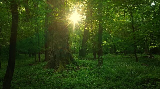 Dynamic point-of-view scene moving through a lush deciduous forest during sunset, with vibrant green undergrowth illuminated by warm golden sunlight. Atmospheric woodland landscape.