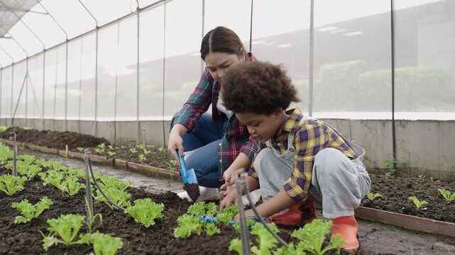 A cute African child boy farmer and his Asian mother are helping each other plant organic vegetable seedlings in a greenhouse garden. Happy family agriculturist gardening healthy vegetables in a farm.
