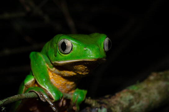 green tree monkey frog