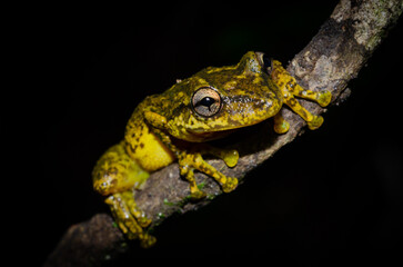Obraz premium frog on a leaf