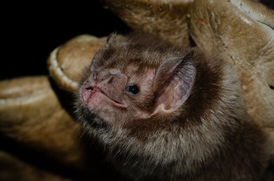 close up of vampire bat