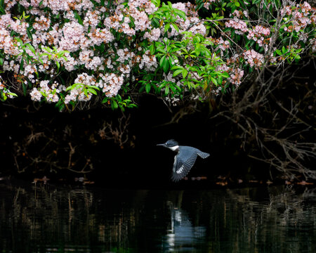 Beautiful closeup portrait of stunning female Belted Kingfisher flying under flowering mountain laurel 