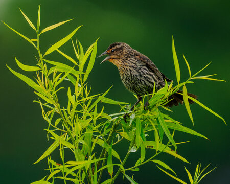 Beautiful closeup portrait of stunning sexually dimorphic female Red-winged blackbird in dramatic lighting