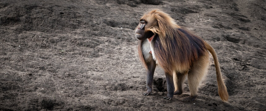 Adult Male Gelada Monkey Standing on Dirt