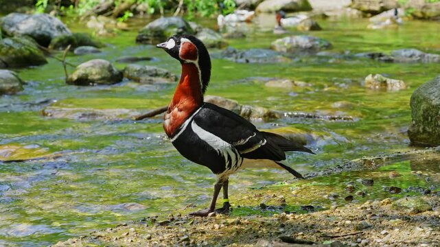 Branta ruficollis, Red-breasted Goose brightly marked species of goose in the genus Branta from Eurasia, breeds in Arctic Siberia, mainly on the Taymyr Peninsula.