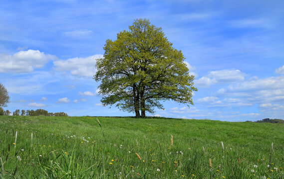 Deutsche Eichen im Fr&uuml;hling in gro&szlig;er Wiese vor blau wei&szlig;em Wolkenhimmel auf der Hellefelder H&ouml;he im Naturpark Arnsberger Wald , Sauerland, Nordrhein-Westfalen, Deutschland.
