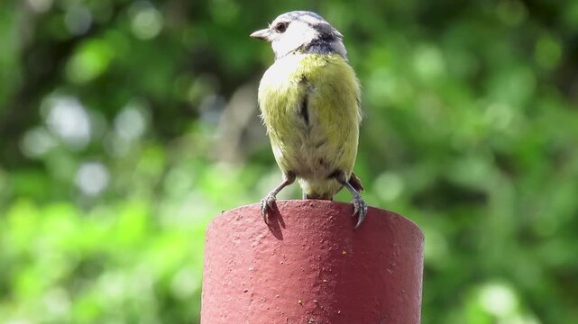 Cyanistes caeruleus comes out of the iron pipe. The bird makes a nest inside the iron pipe